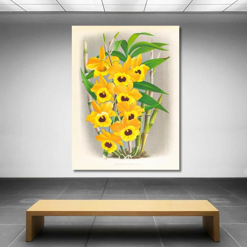 Illustrations Botaniques  Dendrobium Paxtoni Jean Jules Linden