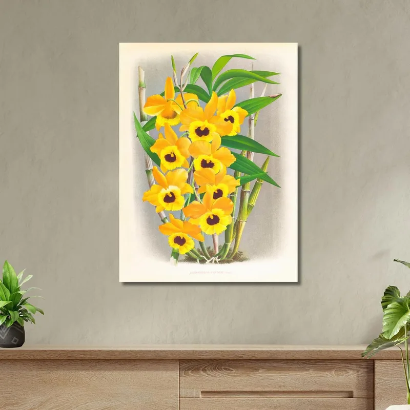 Illustrations Botaniques  Dendrobium Paxtoni Jean Jules Linden