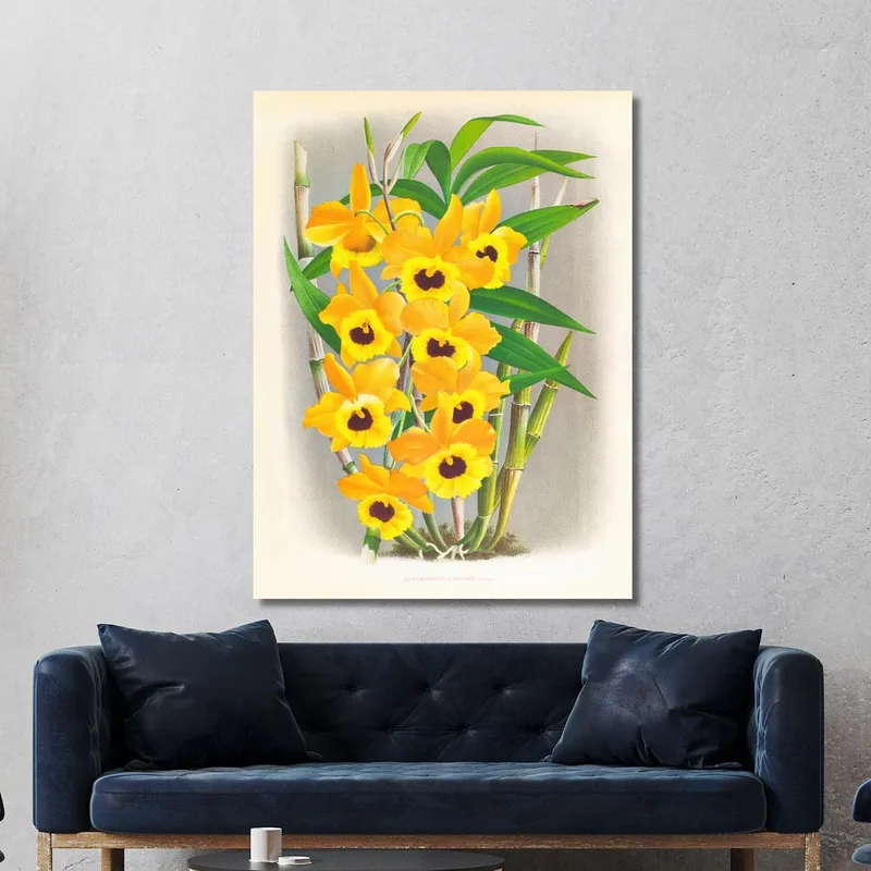 Illustrations Botaniques  Dendrobium Paxtoni Jean Jules Linden