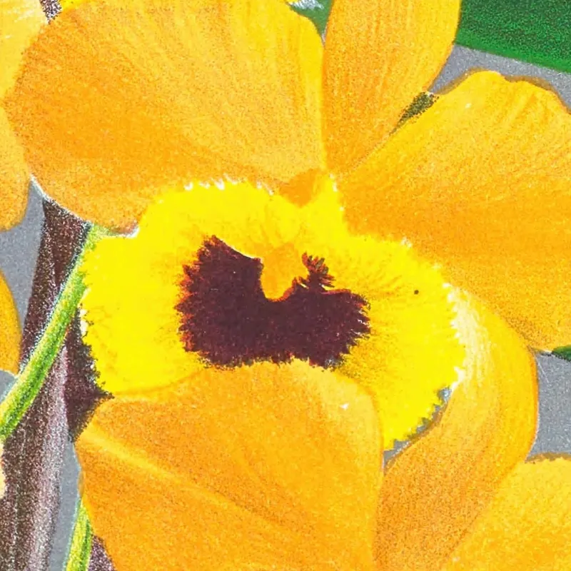 Illustrations Botaniques  Dendrobium Paxtoni Jean Jules Linden