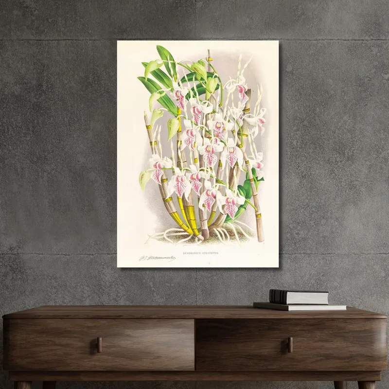 Botanische Illustrationen Dendrobium Stratiotes Jean Jules Linden