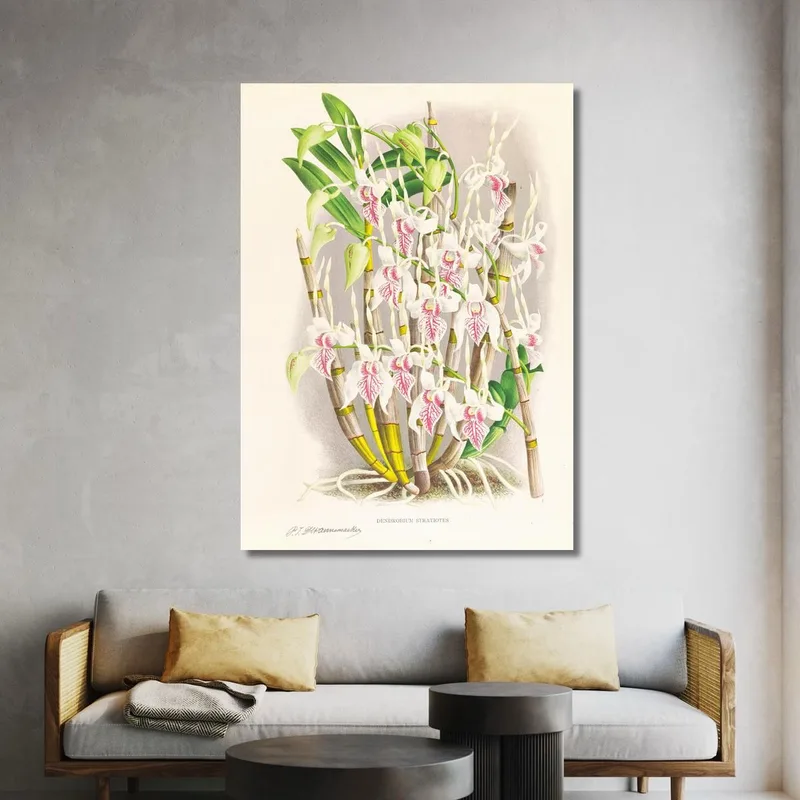 Botanische Illustrationen Dendrobium Stratiotes Jean Jules Linden