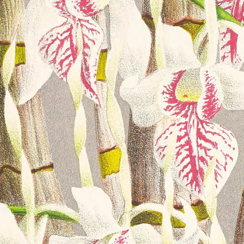 Botanische Illustrationen Dendrobium Stratiotes Jean Jules Linden