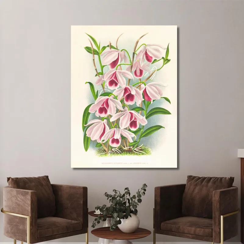 Botanical Illustrations Dendrobium Superbum Var Anosmum Jean Jules Linden