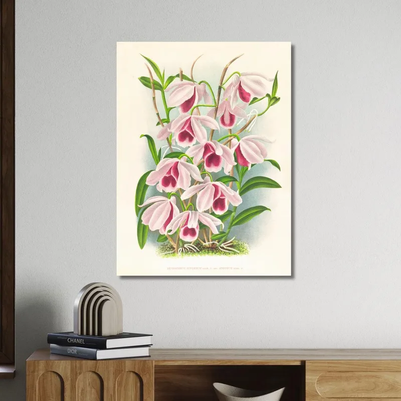 Botanical Illustrations Dendrobium Superbum Var Anosmum Jean Jules Linden