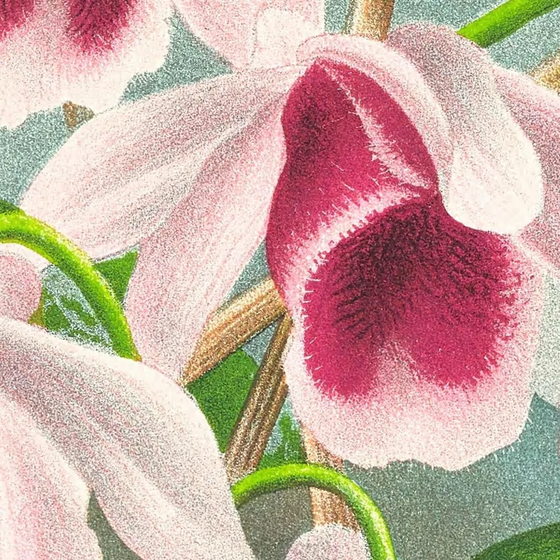 Botanical Illustrations Dendrobium Superbum Var Anosmum Jean Jules Linden