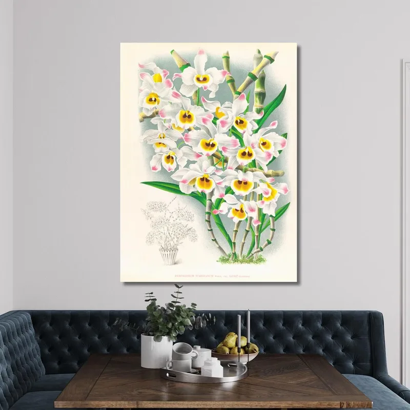 Botanische Illustrationen Dendrobium Wardianum Jean Jules Linden