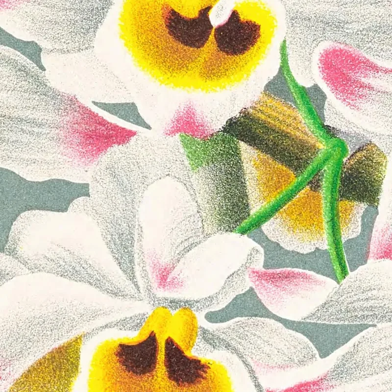 Botanische Illustrationen Dendrobium Wardianum Jean Jules Linden