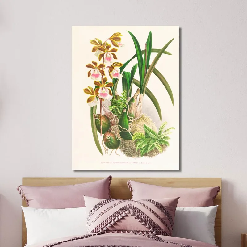 Botanische Illustrationen Epidendrum Atropurpureum Jean Jules Linden
