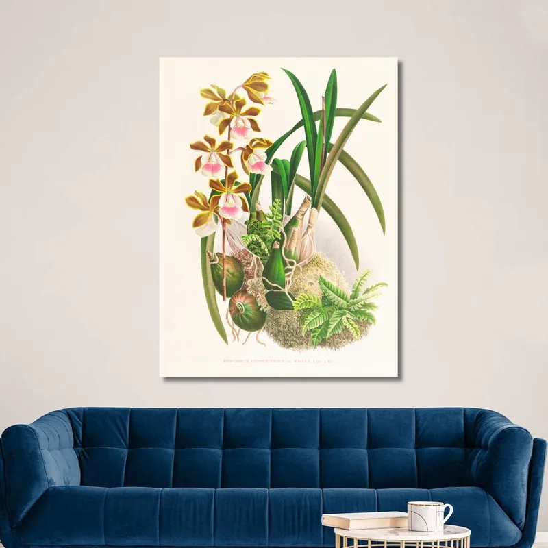 Botanische Illustrationen Epidendrum Atropurpureum Jean Jules Linden
