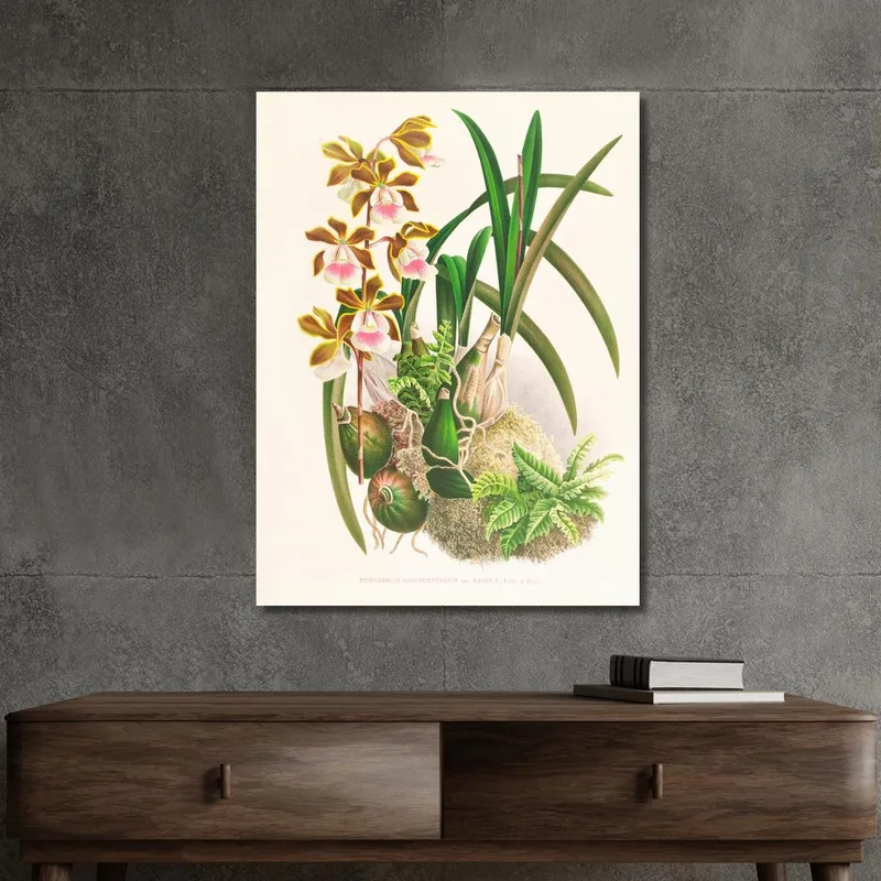 Botanische Illustrationen Epidendrum Atropurpureum Jean Jules Linden
