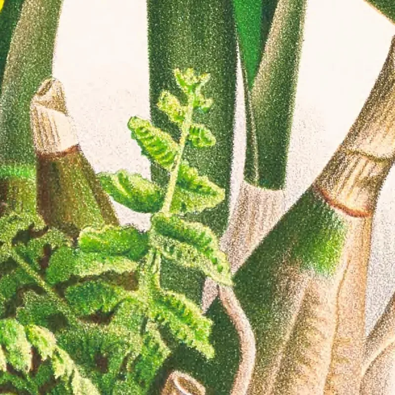 Botanische Illustrationen Epidendrum Atropurpureum Jean Jules Linden