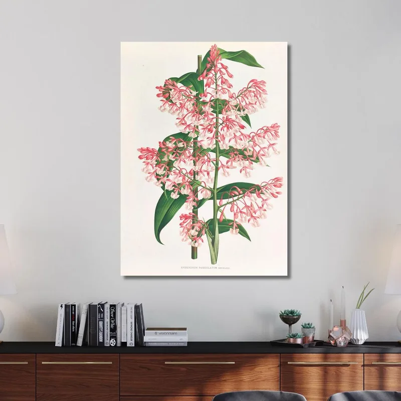 Botanische Illustrationen Epidendrum Paniculatum Jean Jules Linden