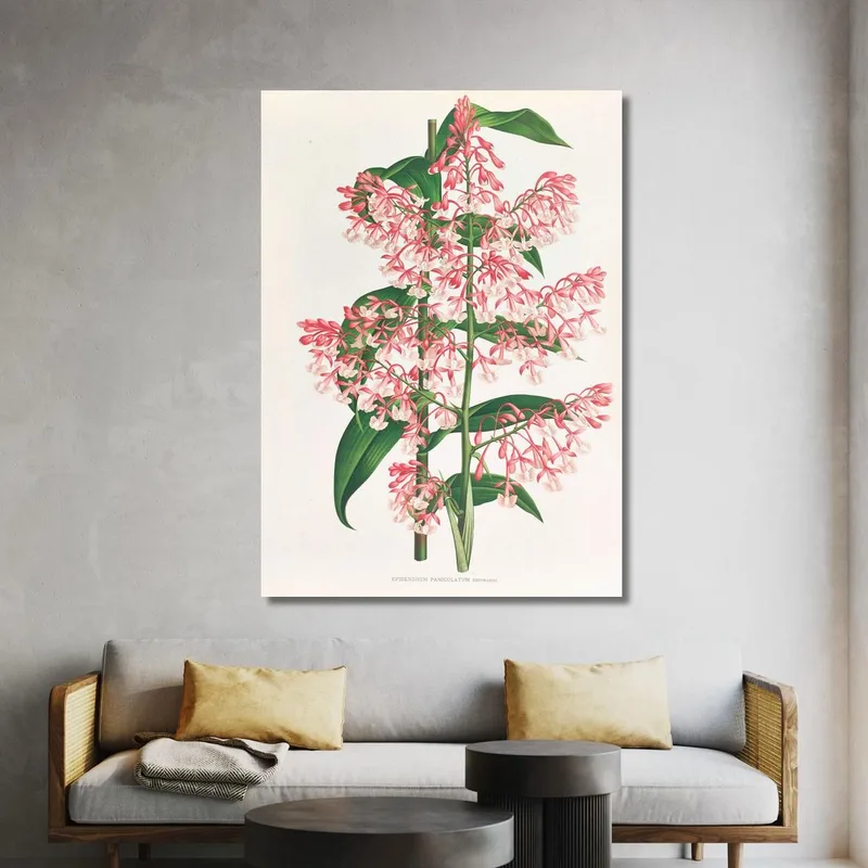 Botanische Illustrationen Epidendrum Paniculatum Jean Jules Linden