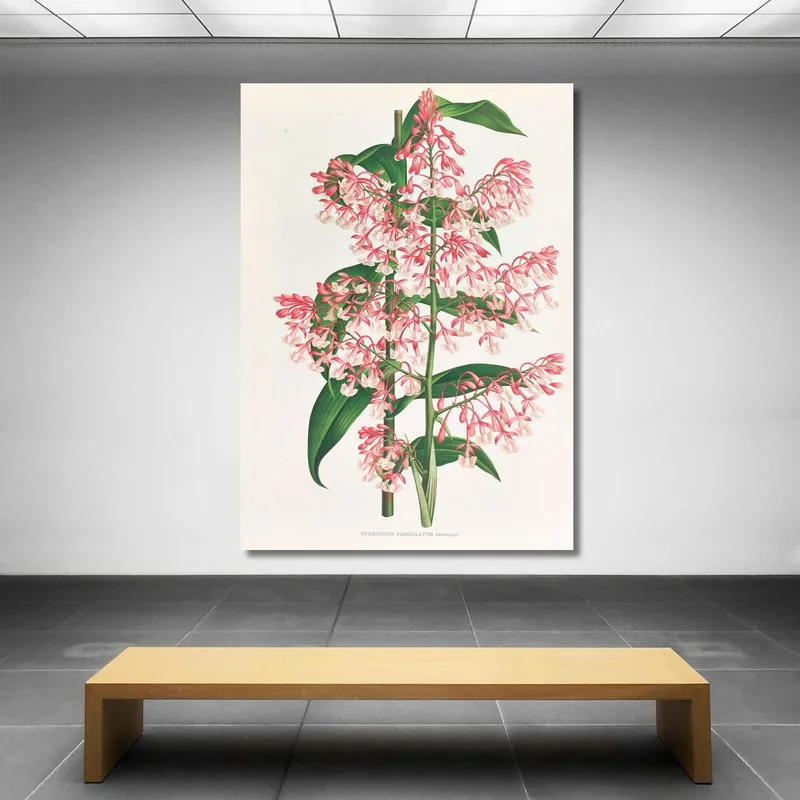 Botanische Illustrationen Epidendrum Paniculatum Jean Jules Linden