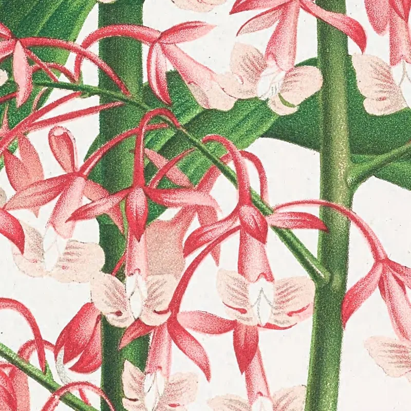 Botanische Illustrationen Epidendrum Paniculatum Jean Jules Linden