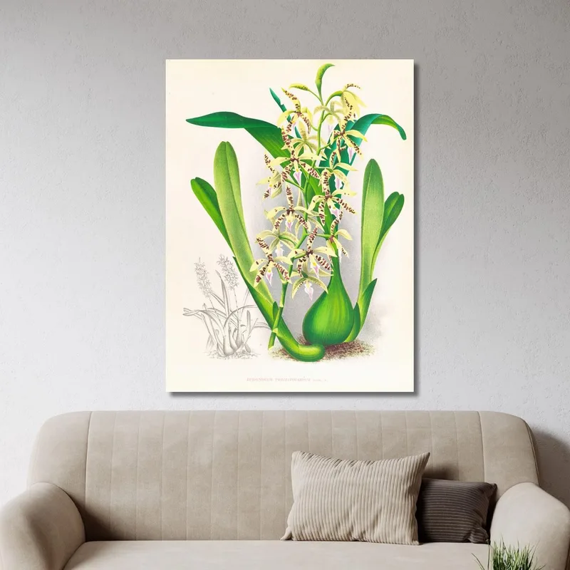 Botanische Illustrationen Epidendrum Prismatocarpum Jean Jules Linden