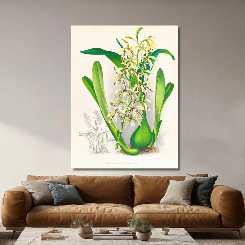 Botanische Illustrationen Epidendrum Prismatocarpum Jean Jules Linden