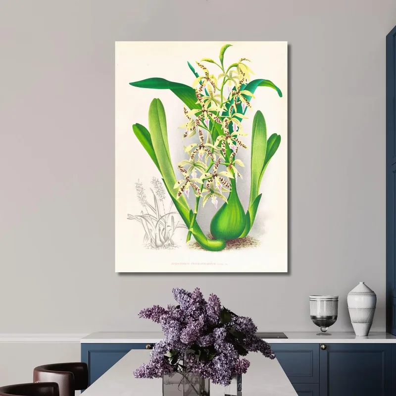 Botanische Illustrationen Epidendrum Prismatocarpum Jean Jules Linden