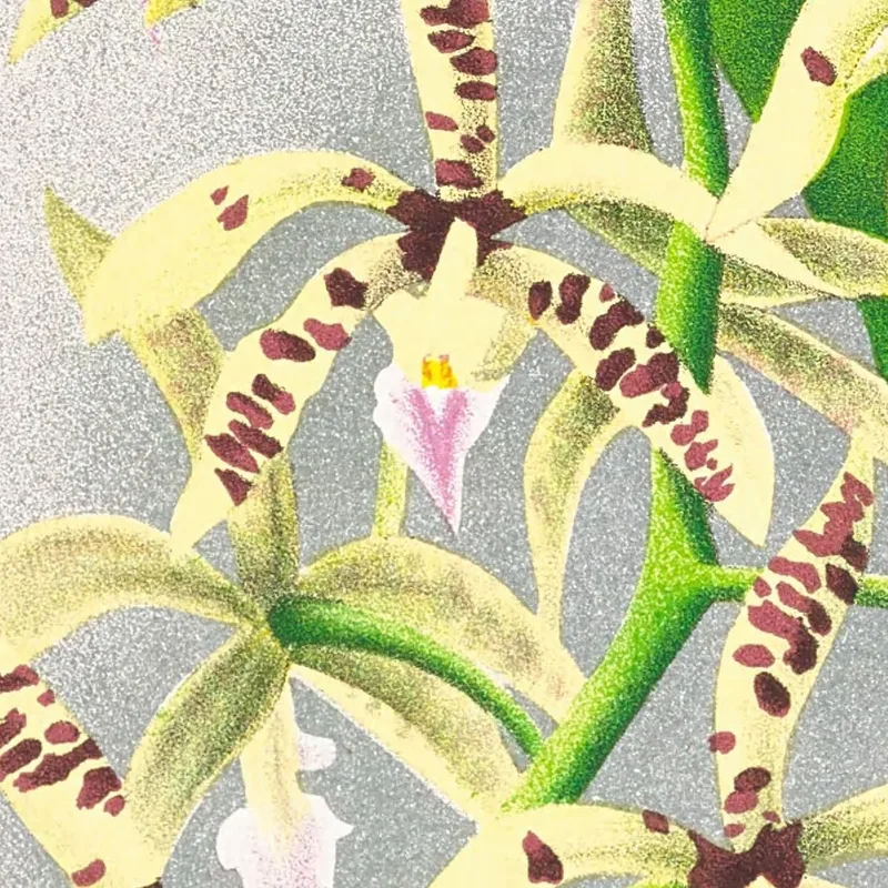 Botanische Illustrationen Epidendrum Prismatocarpum Jean Jules Linden