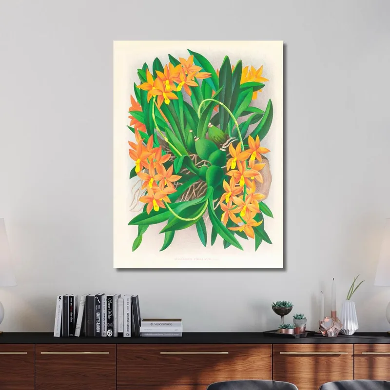 Ilustraciones Botánicas  Epidendrum Vitellinum Jean Jules Linden
