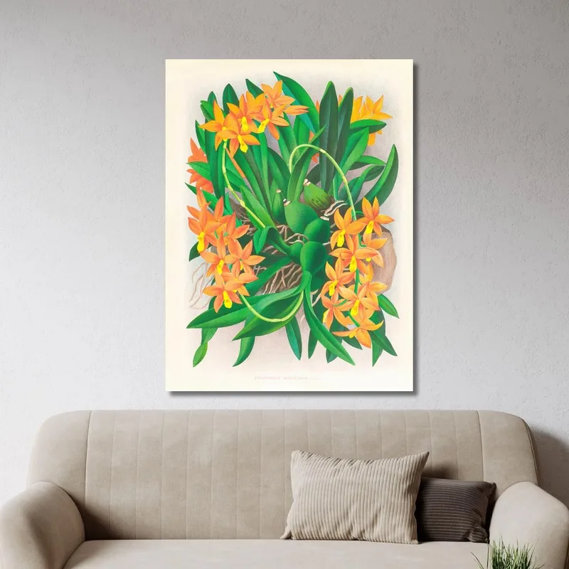 Ilustraciones Botánicas  Epidendrum Vitellinum Jean Jules Linden