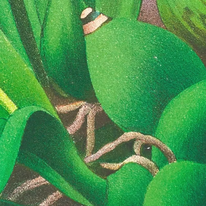Ilustraciones Botánicas  Epidendrum Vitellinum Jean Jules Linden