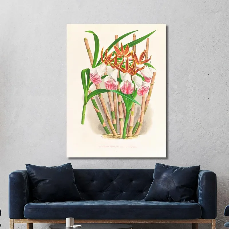 Botanische Illustrationen Galendra Devoniana Jean Jules Linden