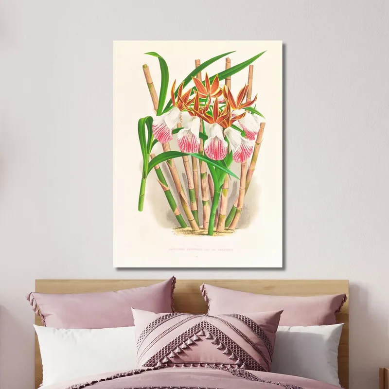 Botanische Illustrationen Galendra Devoniana Jean Jules Linden