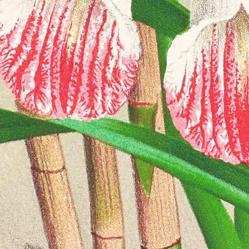 Botanische Illustrationen Galendra Devoniana Jean Jules Linden