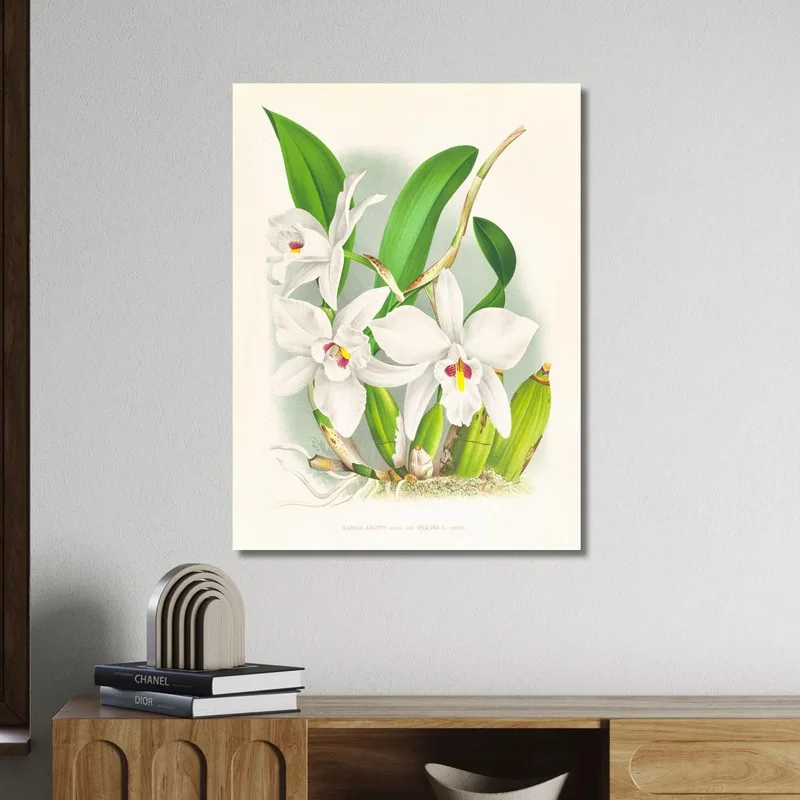 Botanische Illustrationen Laelia Anceps Var Hyeana Jean Jules Linden