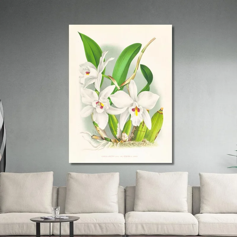 Botanische Illustrationen Laelia Anceps Var Hyeana Jean Jules Linden