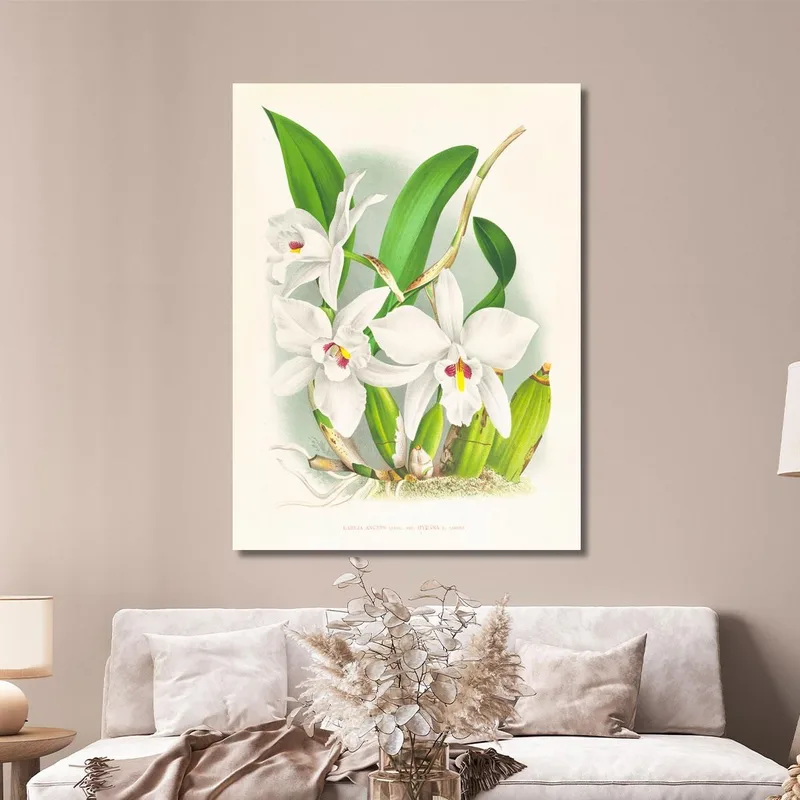 Botanische Illustrationen Laelia Anceps Var Hyeana Jean Jules Linden