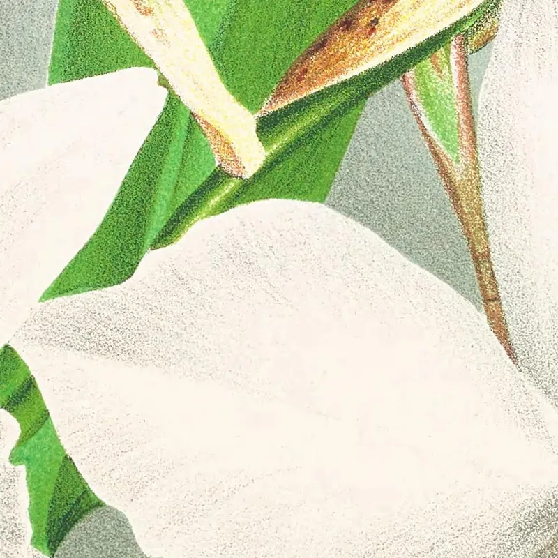 Botanische Illustrationen Laelia Anceps Var Hyeana Jean Jules Linden