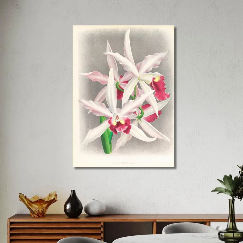 Botanische Illustrationen Laelia Elegans Jean Jules Linden
