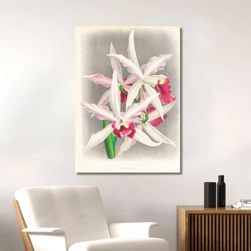 Botanische Illustrationen Laelia Elegans Jean Jules Linden