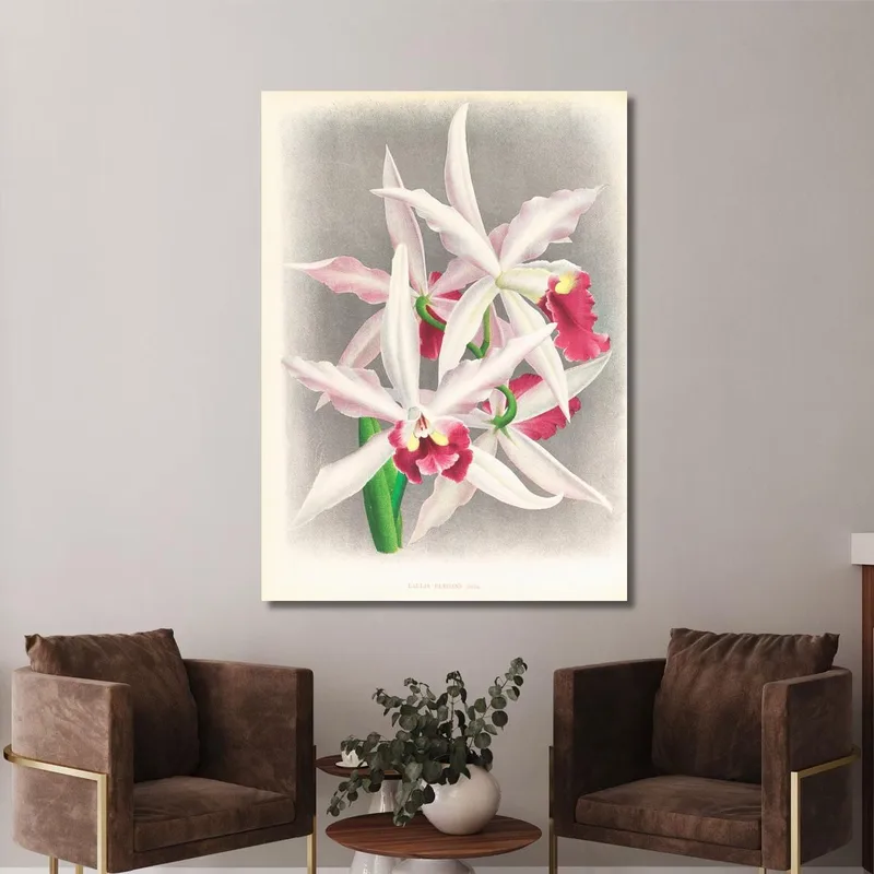 Botanische Illustrationen Laelia Elegans Jean Jules Linden