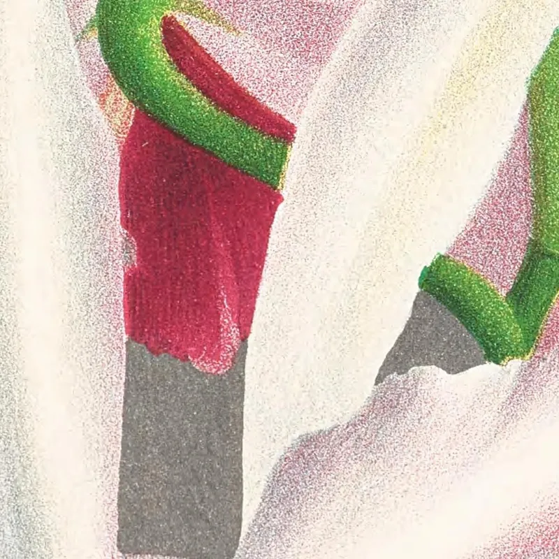 Botanische Illustrationen Laelia Elegans Jean Jules Linden