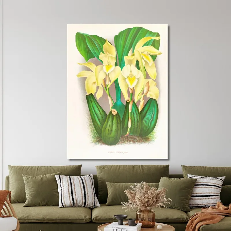 Botanical Illustrations Lycaste Costata Jean Jules Linden