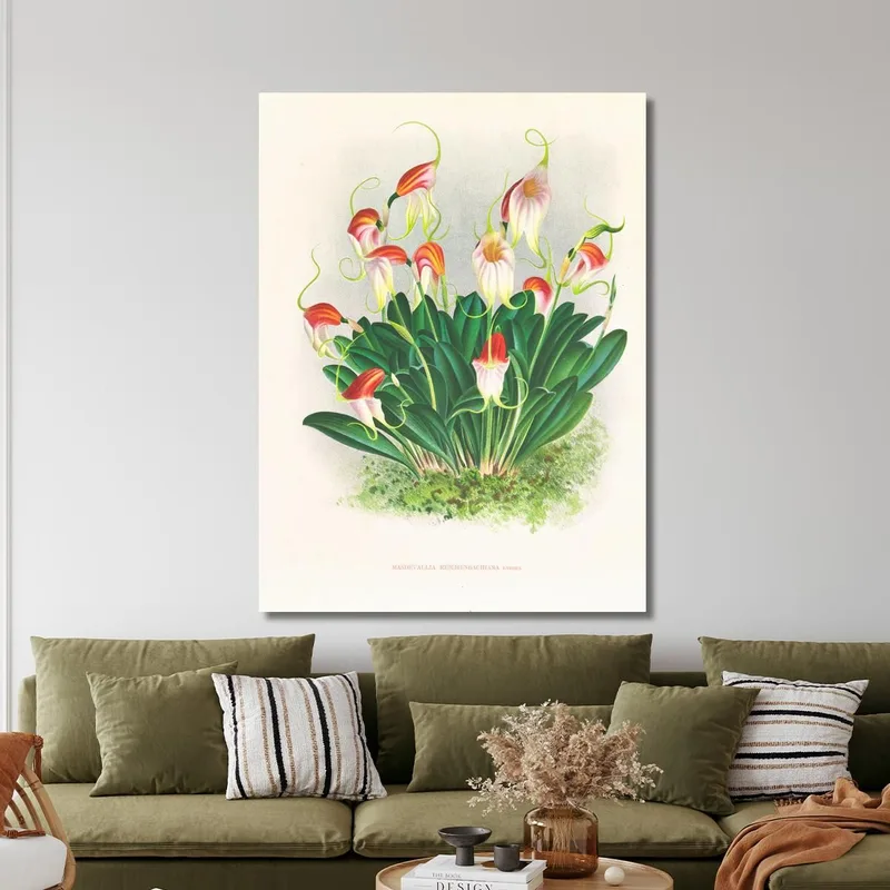 Botanische Illustrationen Masdevallia Reichenbachiana Jean Jules Linden