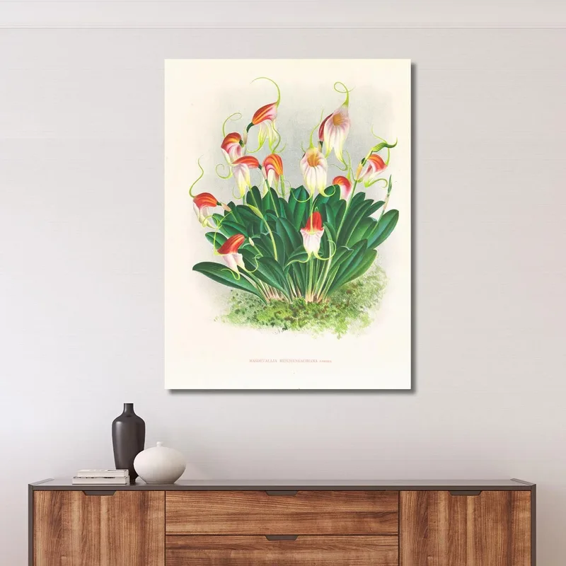 Botanische Illustrationen Masdevallia Reichenbachiana Jean Jules Linden