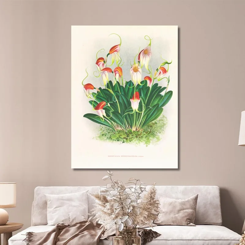 Botanische Illustrationen Masdevallia Reichenbachiana Jean Jules Linden