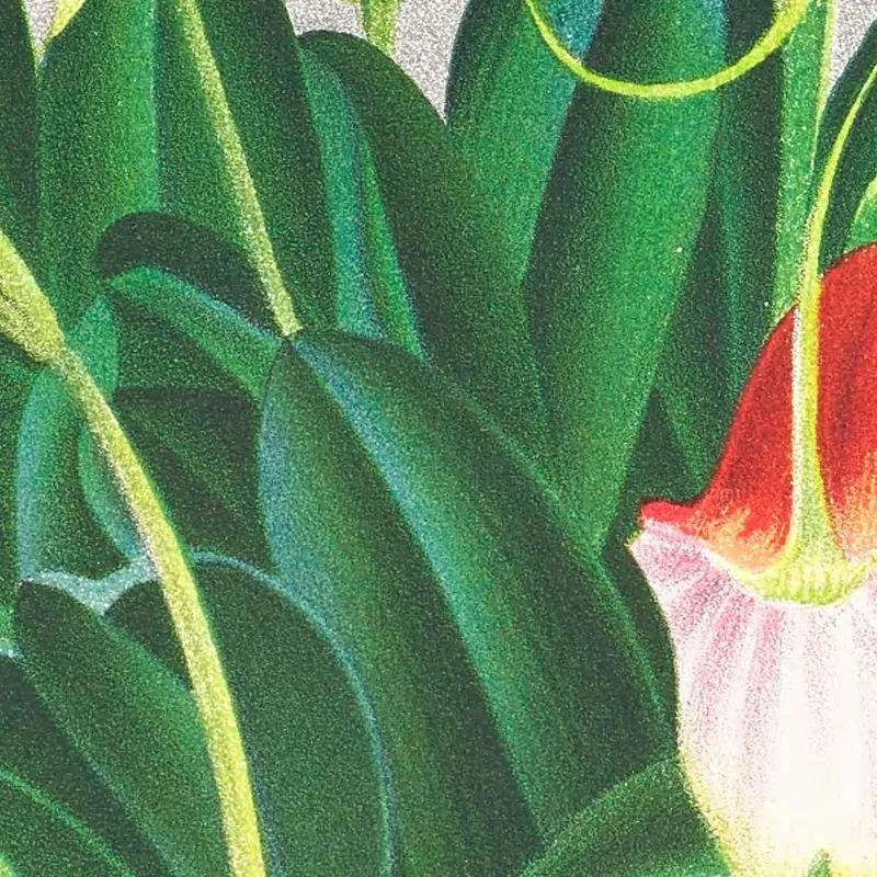 Botanische Illustrationen Masdevallia Reichenbachiana Jean Jules Linden