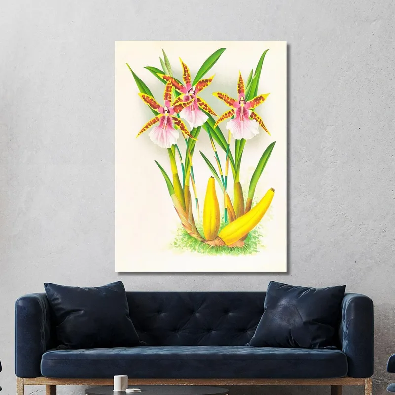 Botanische Illustrationen Miltonia Blunti Jean Jules Linden