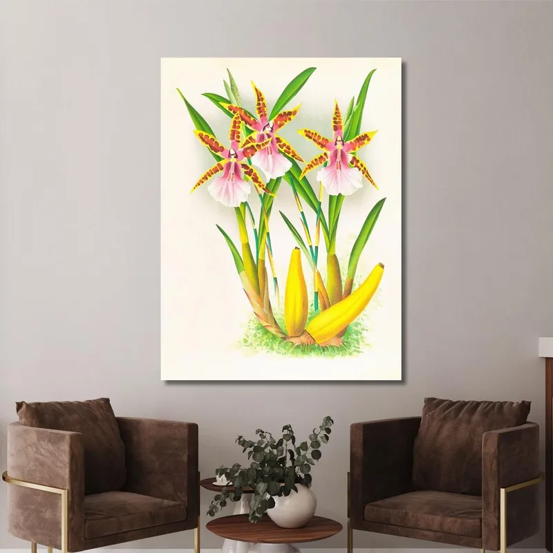 Botanische Illustrationen Miltonia Blunti Jean Jules Linden