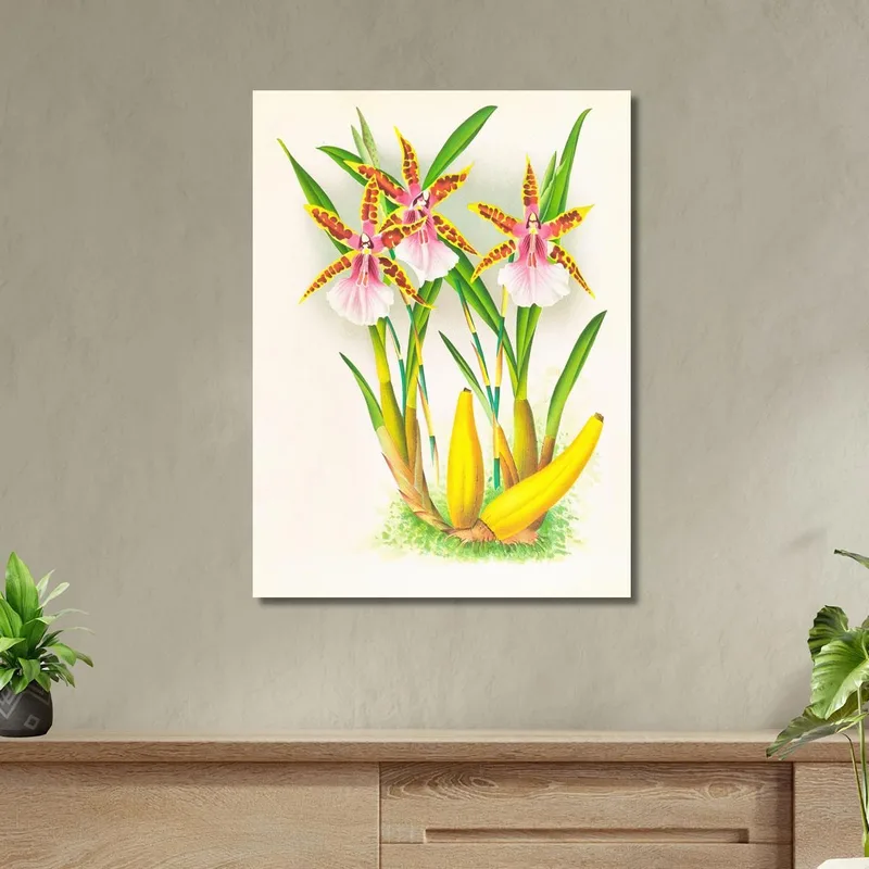 Botanische Illustrationen Miltonia Blunti Jean Jules Linden