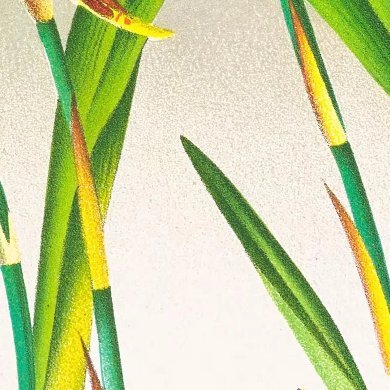 Botanische Illustrationen Miltonia Blunti Jean Jules Linden