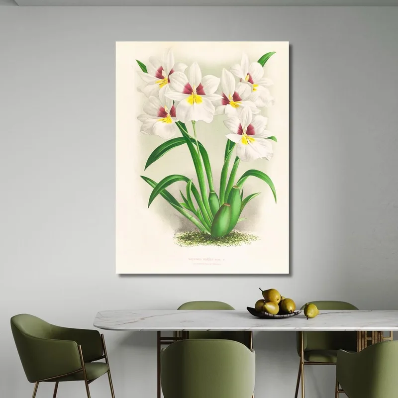 Ilustraciones Botánicas  Miltonia Roezli Jean Jules Linden