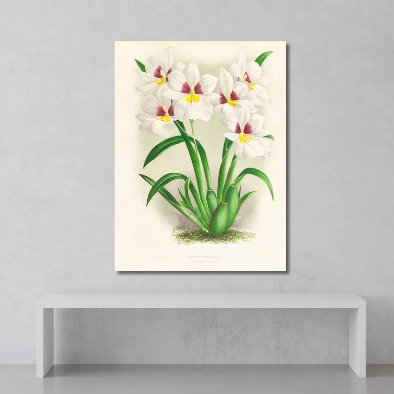Ilustraciones Botánicas  Miltonia Roezli Jean Jules Linden