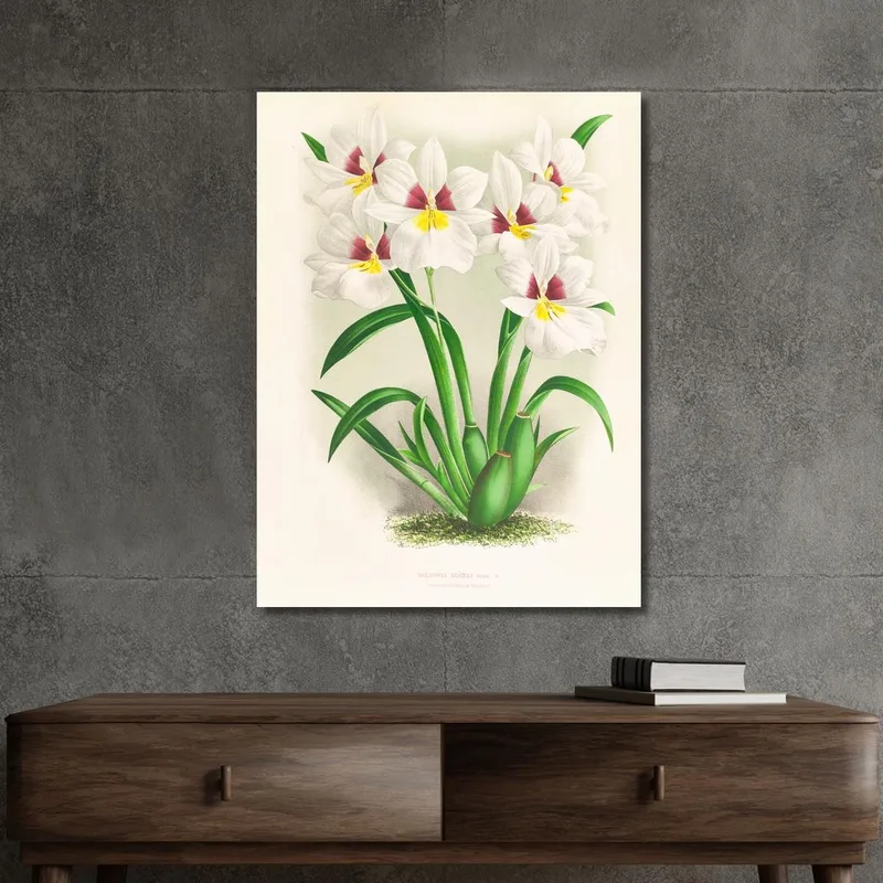 Ilustraciones Botánicas  Miltonia Roezli Jean Jules Linden